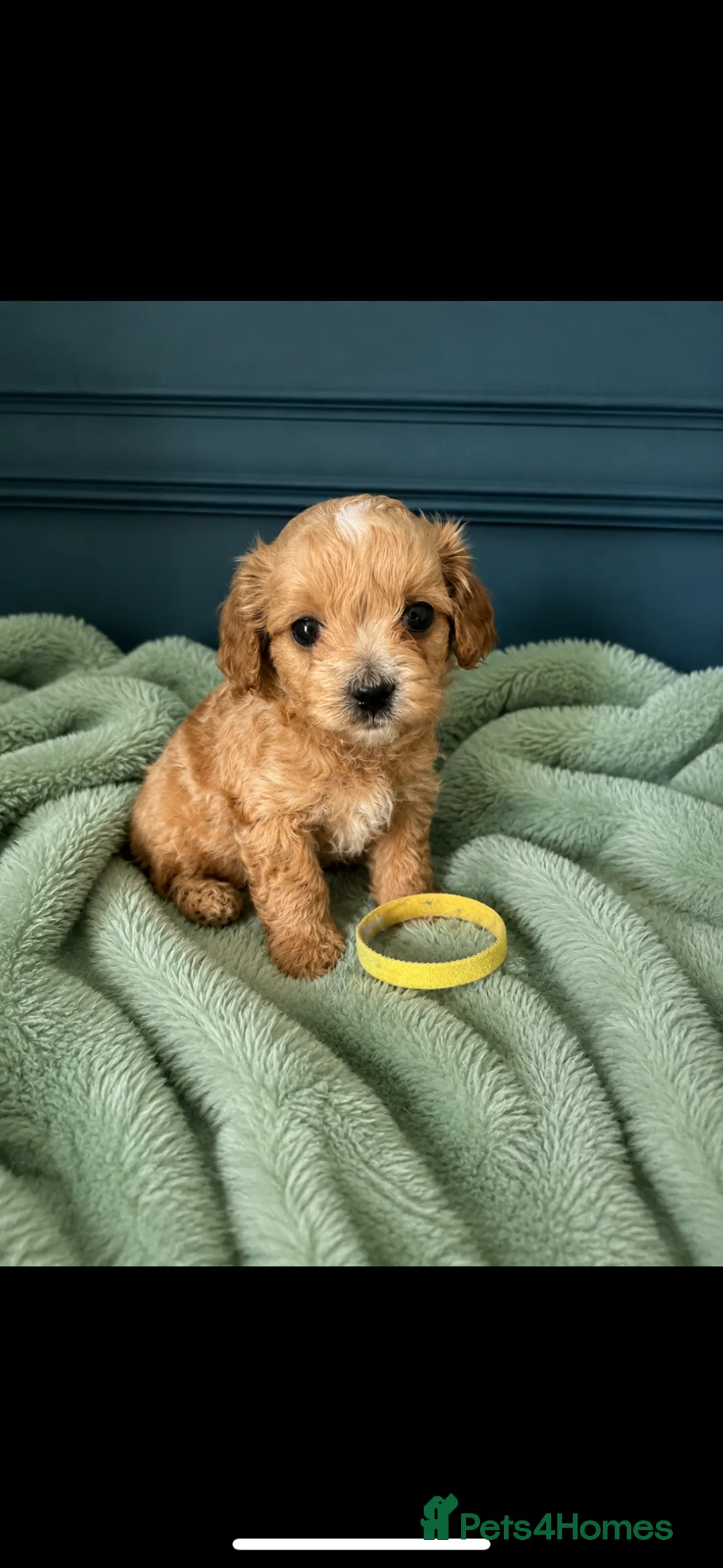 Maltipoo dogs for sale: Asian Mum/Korean Dad bred Maltipoo puppies - Advert 2