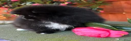 Pomeranian dogs for sale: Teddy bear Black Pomeranian girl - Advert 5