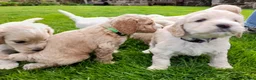 Cockapoo dogs for sale: 5 gorgeous F2 Cockapoo pups – to leave Wed 3 June in Ripon - Advert 9