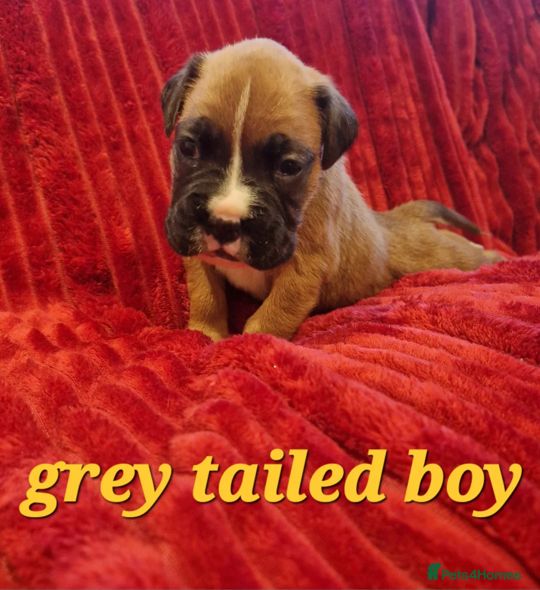 Boxer dogs for sale: KC reg Boxer Puppies - Advert 5