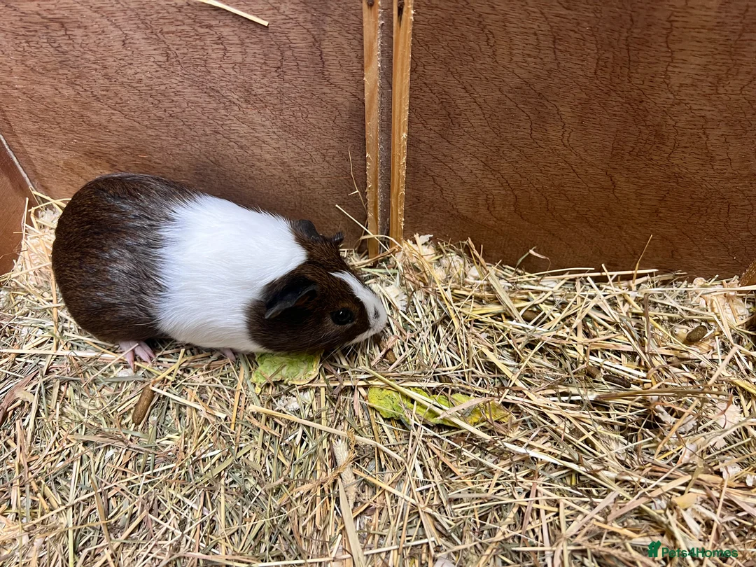 Guinea Pig rodents for sale: Group of bonded Dutch male/boar guinea pigs - Advert 9