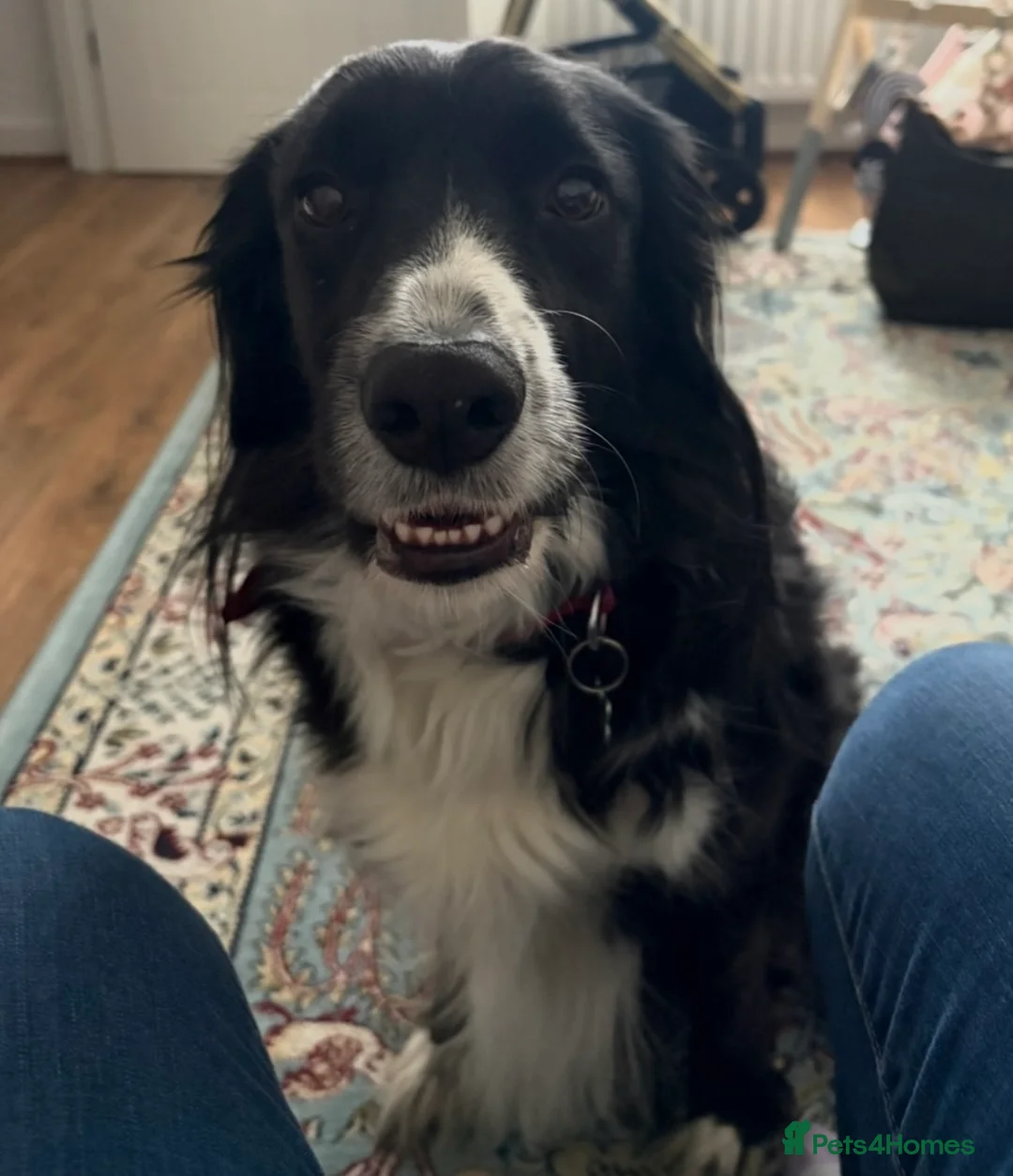 Mixed Breed dogs for sale: Beautiful Cocker Spaniel x Border Collie - Advert 1