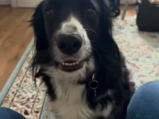 Mixed Breed dogs Beautiful Cocker Spaniel x Border Collie - Advert 1