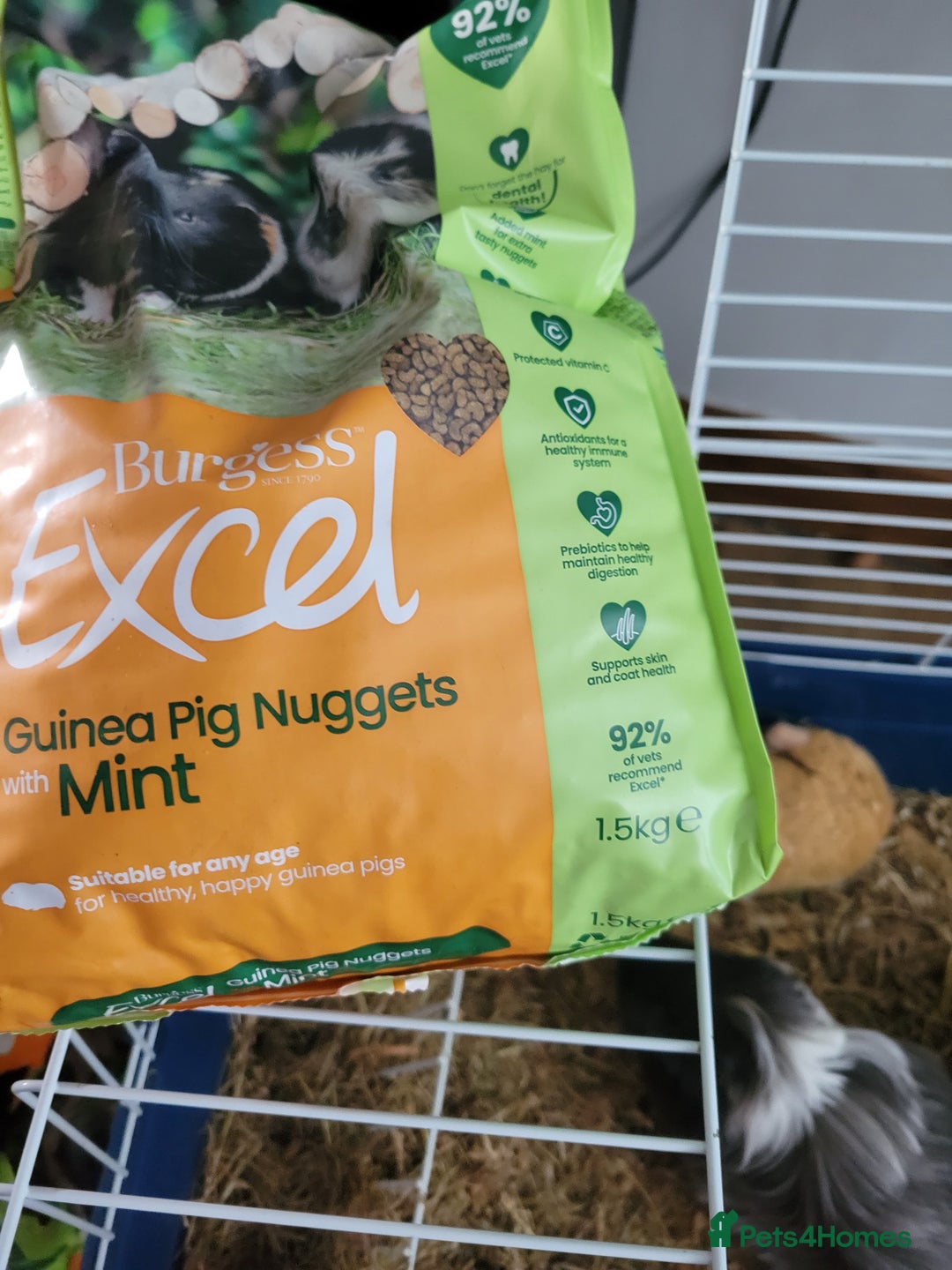 Guinea Pig rodents for sale: 4 mnth old male GPig with Cage, Food & Bedding - Advert 7