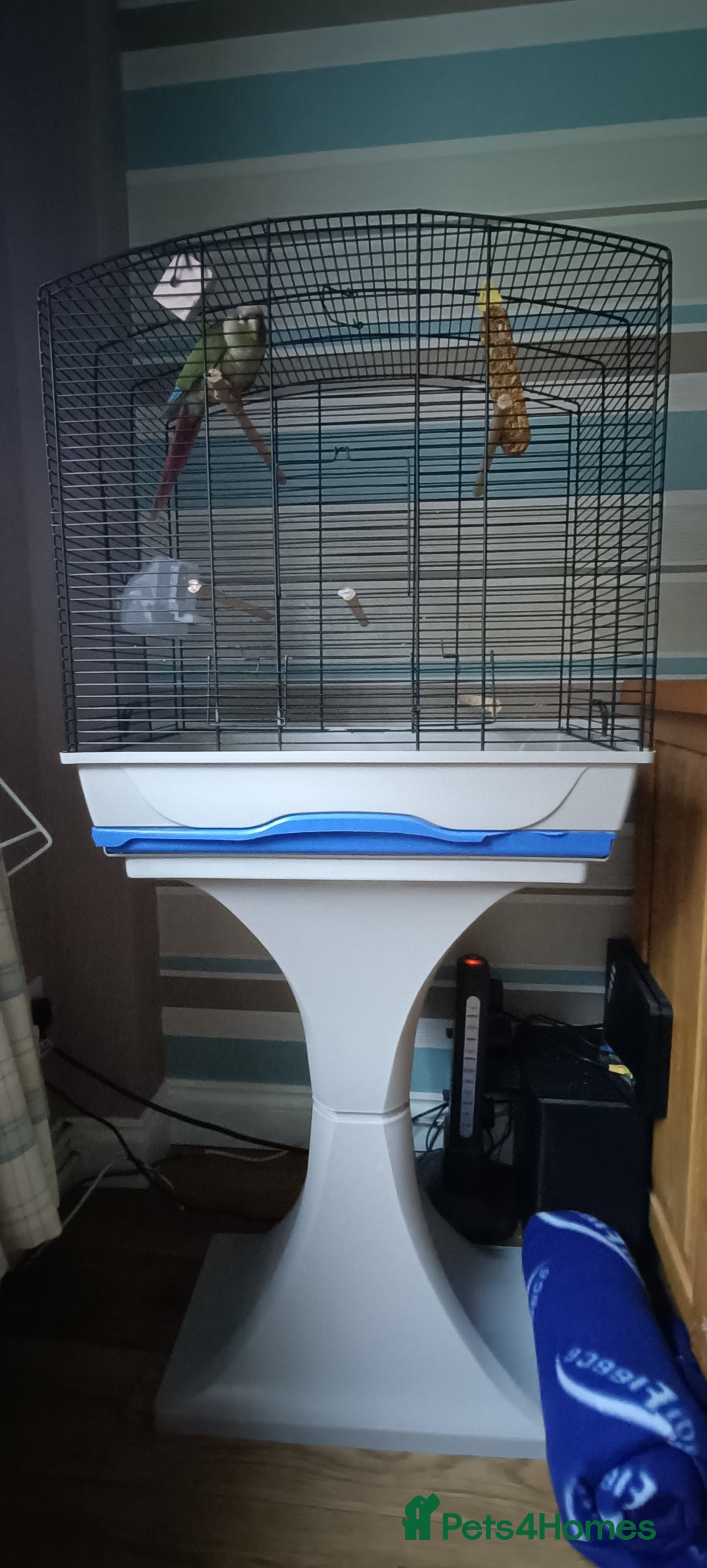 Conures birds for sale: Green cheeked concure  - Advert 3