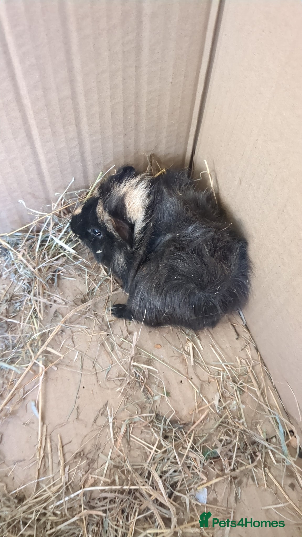 Guinea Pig rodents Male baby piggies - Advert 18