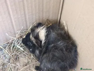 Guinea Pig rodents Male baby piggies - Advert 18