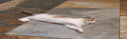 Ragdoll cats for sale: Beautiful GCCF Registered Ragdoll Kittens. - Advert 4