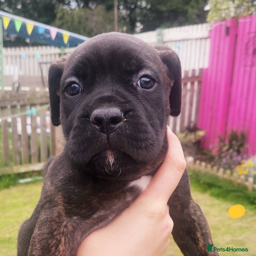 Cane Corso dogs for sale: 💜 gorgeous cane corsos puppies 💜ready in 3 weeks - Image 18