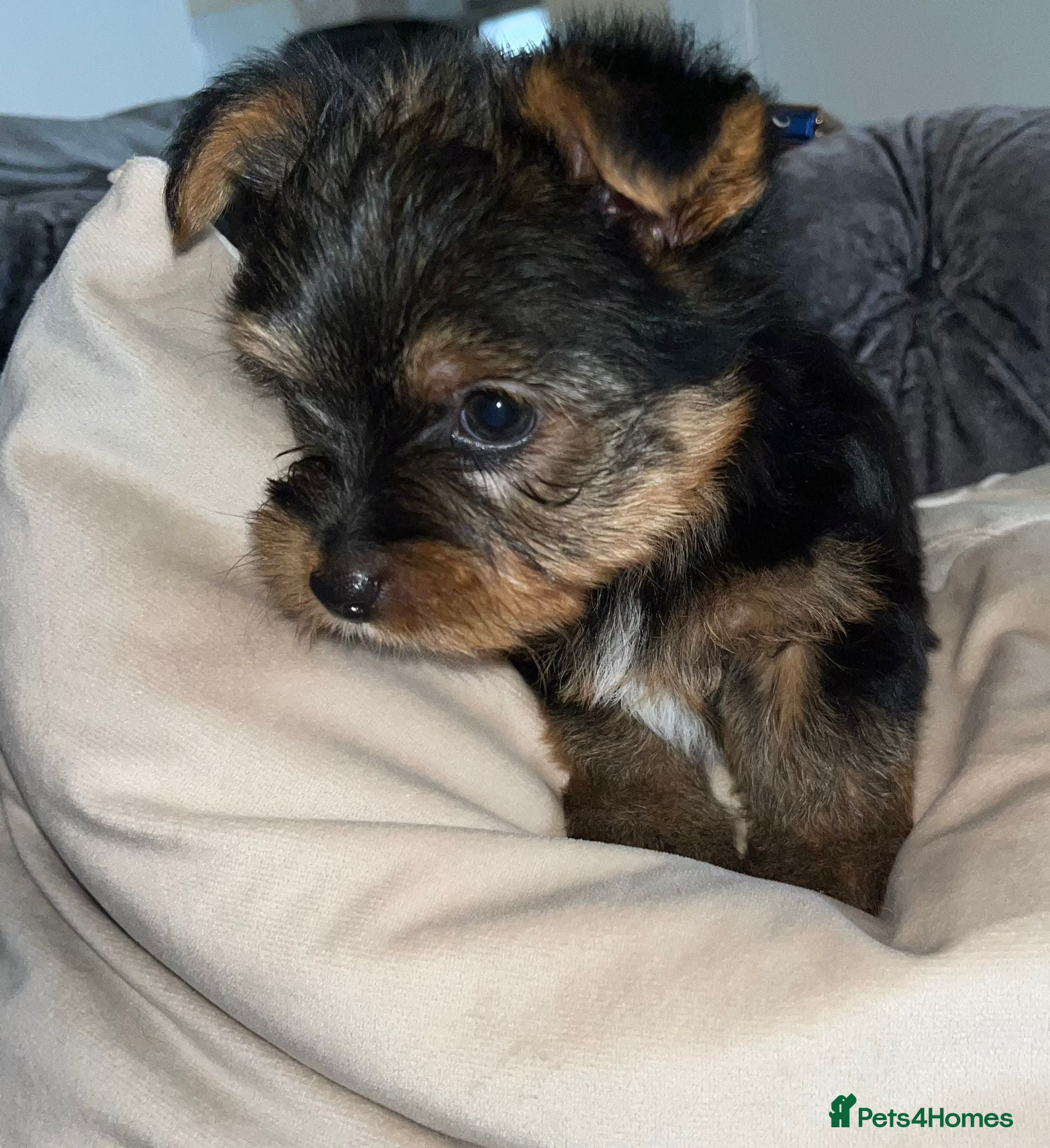 Yorkshire Terrier dogs yorkshire terrier  - Advert 6