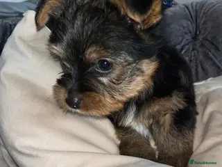 Yorkshire Terrier dogs yorkshire terrier - Advert 6