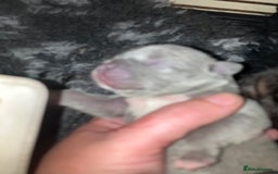 French Bulldog dogs for sale: KC French Bulldog Puppies - Image 4