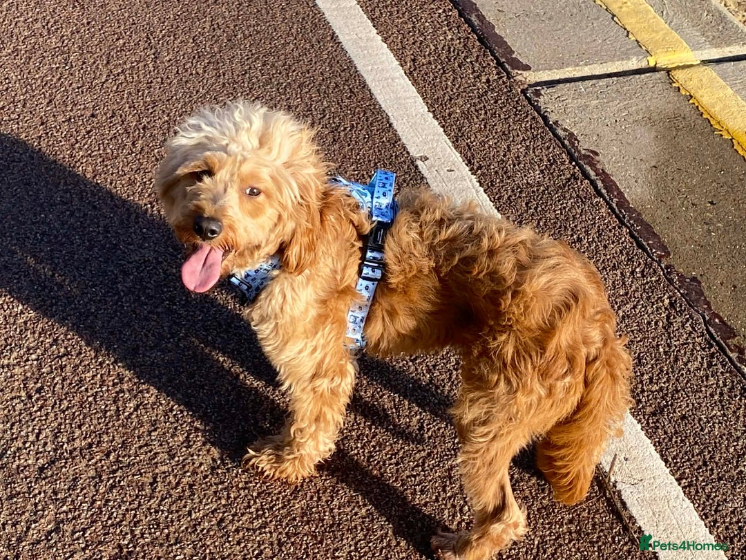 Goldendoodle dogs for sale: Goldendoodle male for new home - Advert 3