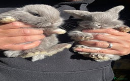 Mini Lop rabbits for sale: Healthy lovely bunny  - Image 3