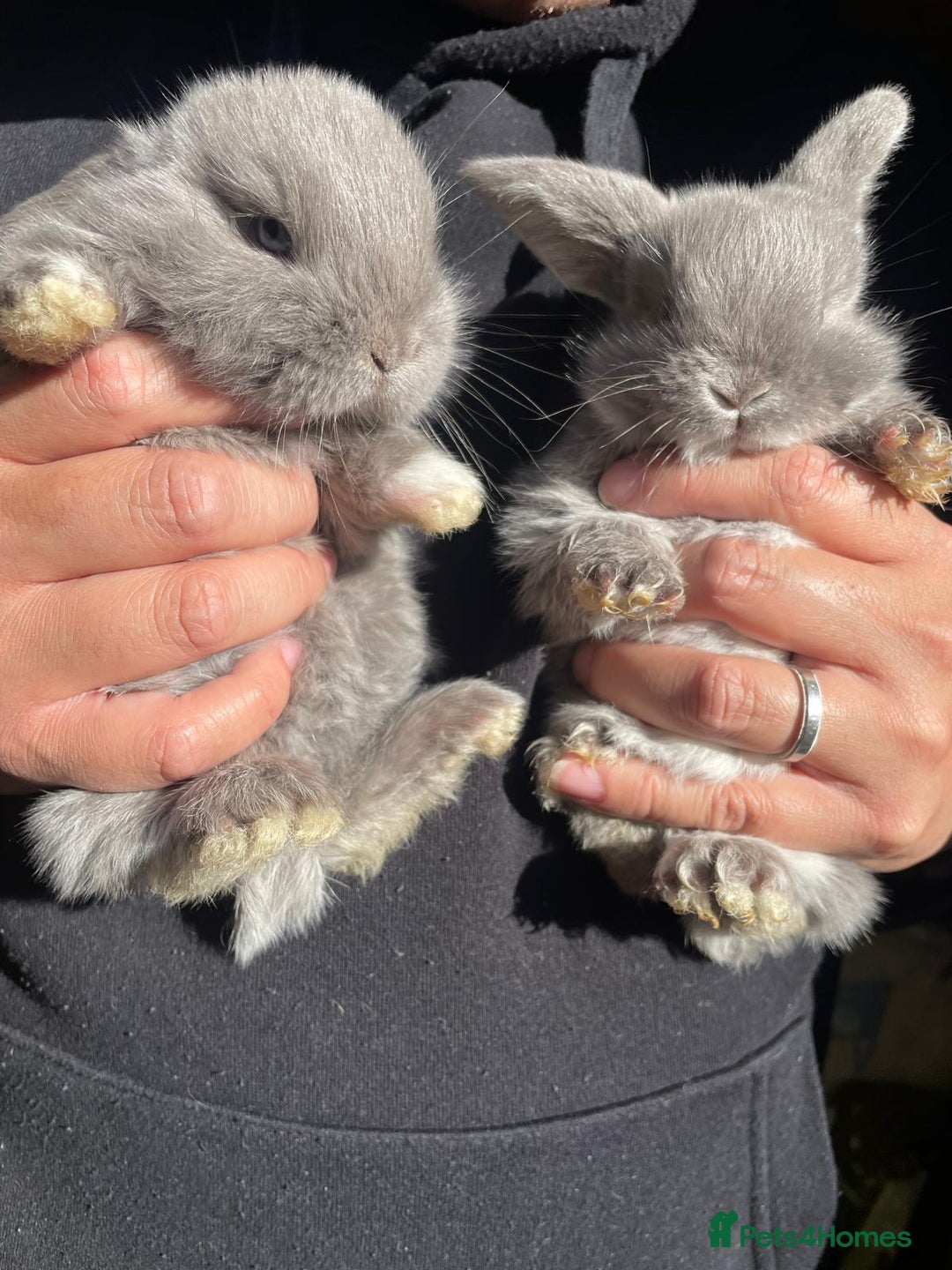 Mini Lop rabbits for sale: Healthy lovely bunny  - Image 3