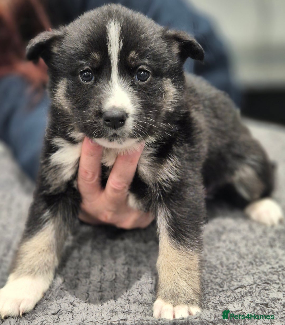 Huskita dogs for sale: FABULOUS HUSKITA PUPPIES Husky x Akita - Image 17