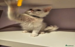 Ragdoll cats for sale: Loving half Ragdolls - Image 6