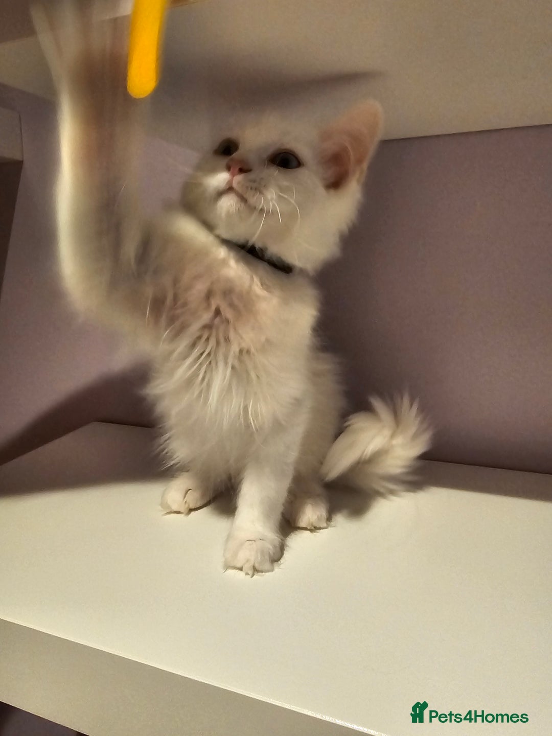 Ragdoll cats for sale: Loving half Ragdolls - Image 6