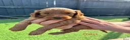 Cockapoo dogs for sale: Beautiful cockapoo puppies - Advert 7