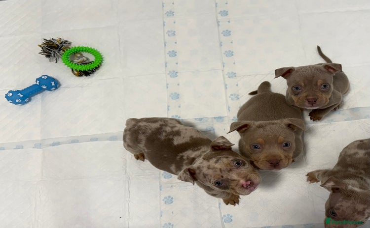 American Bully dogs - Advert 5