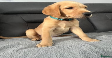 Labrador Retriever dogs - Advert 7