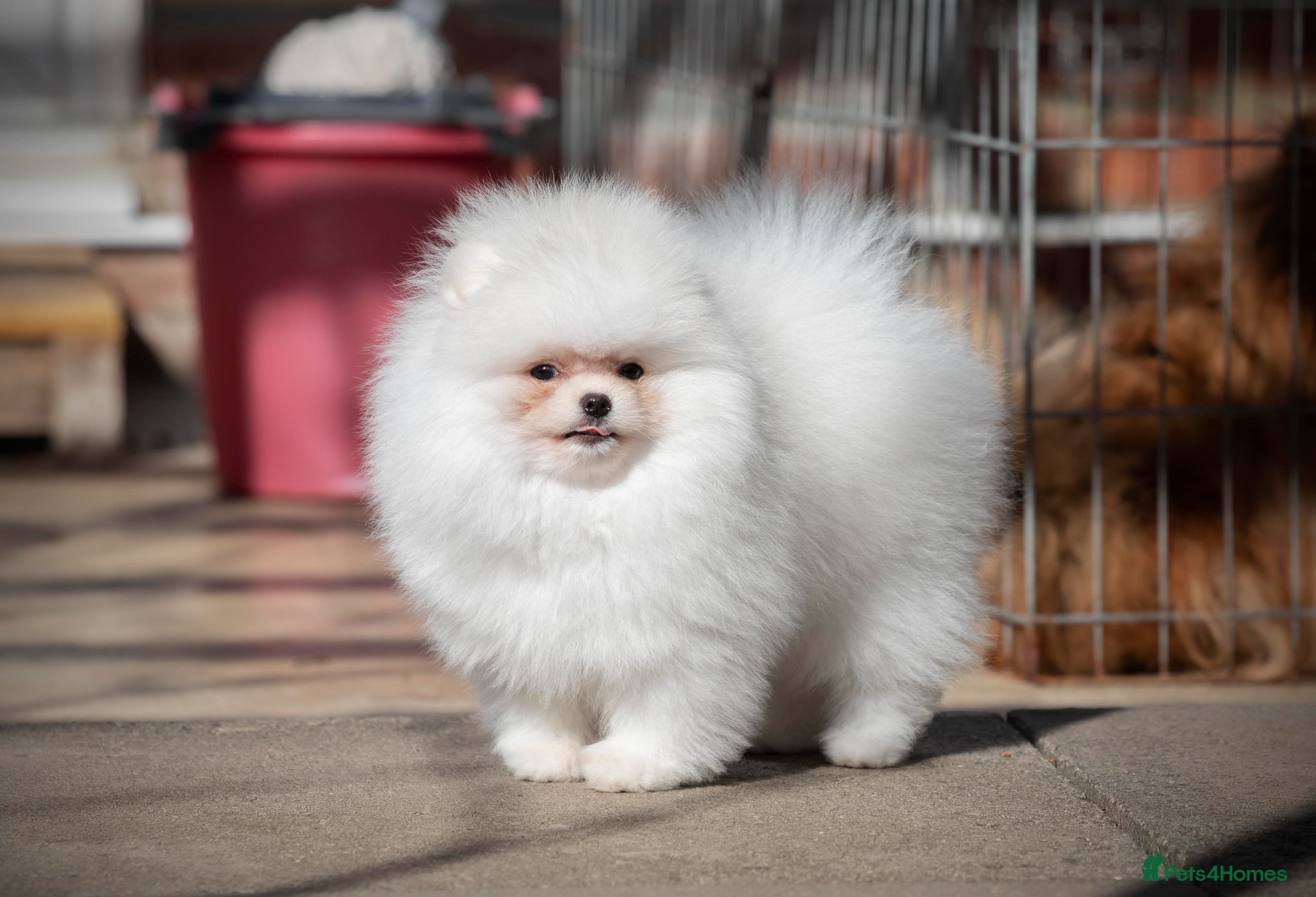 Pomeranian dogs for sale: Adorable Pomeranian boy and girl for sale - Advert 1