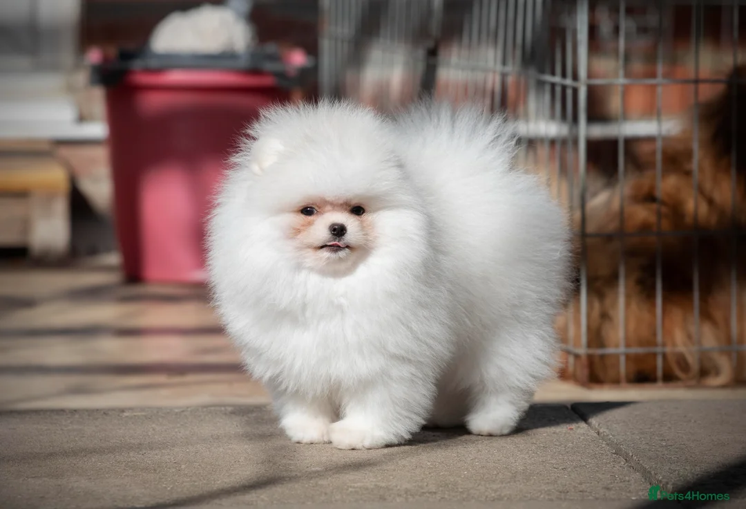 Pomeranian dogs for sale: Adorable Pomeranian boy and girl for sale - Advert 2