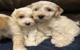Cockapoo dogs for sale: Beautiful cockapoo puppy’s  - Image 23
