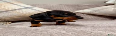 Miniature Dachshund 1