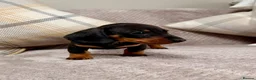 Miniature Dachshund dogs for sale: True to type miniature smooth dachshund puppies - Advert 3