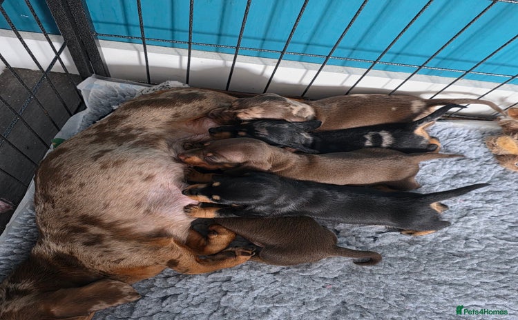 Miniature Dachshund dogs - Advert 12