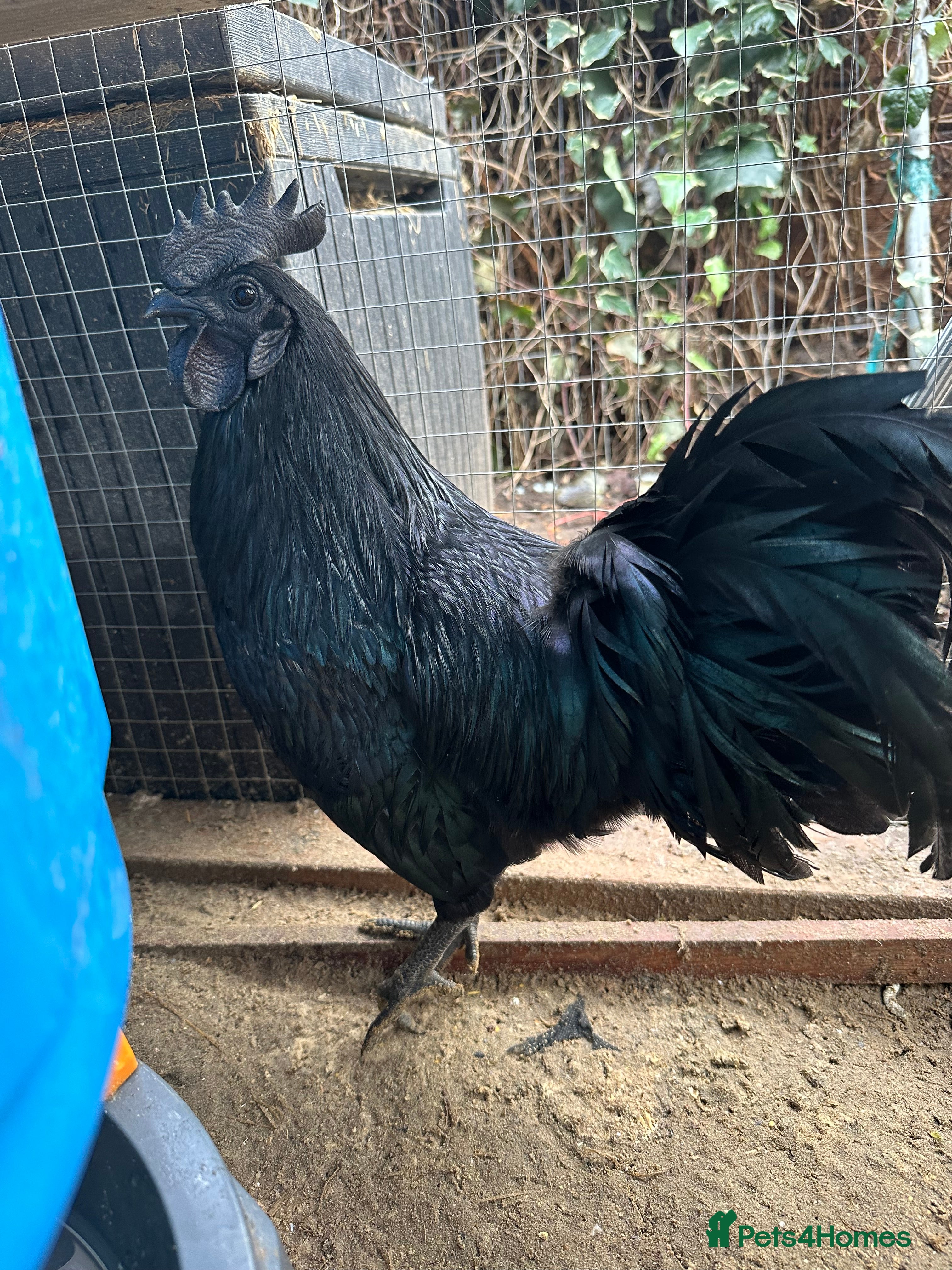 Chickens poultry ayam cemani - Advert 1