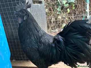 Chickens poultry ayam cemani - Advert 1