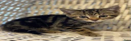 Savannah cats for sale: Stunning Savannah cross kittens, mum TICA reg - Advert 8