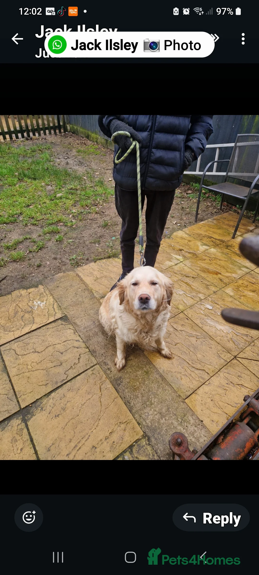 Golden Retriever dogs for sale: Golden retrieve puppy's  - Advert 5
