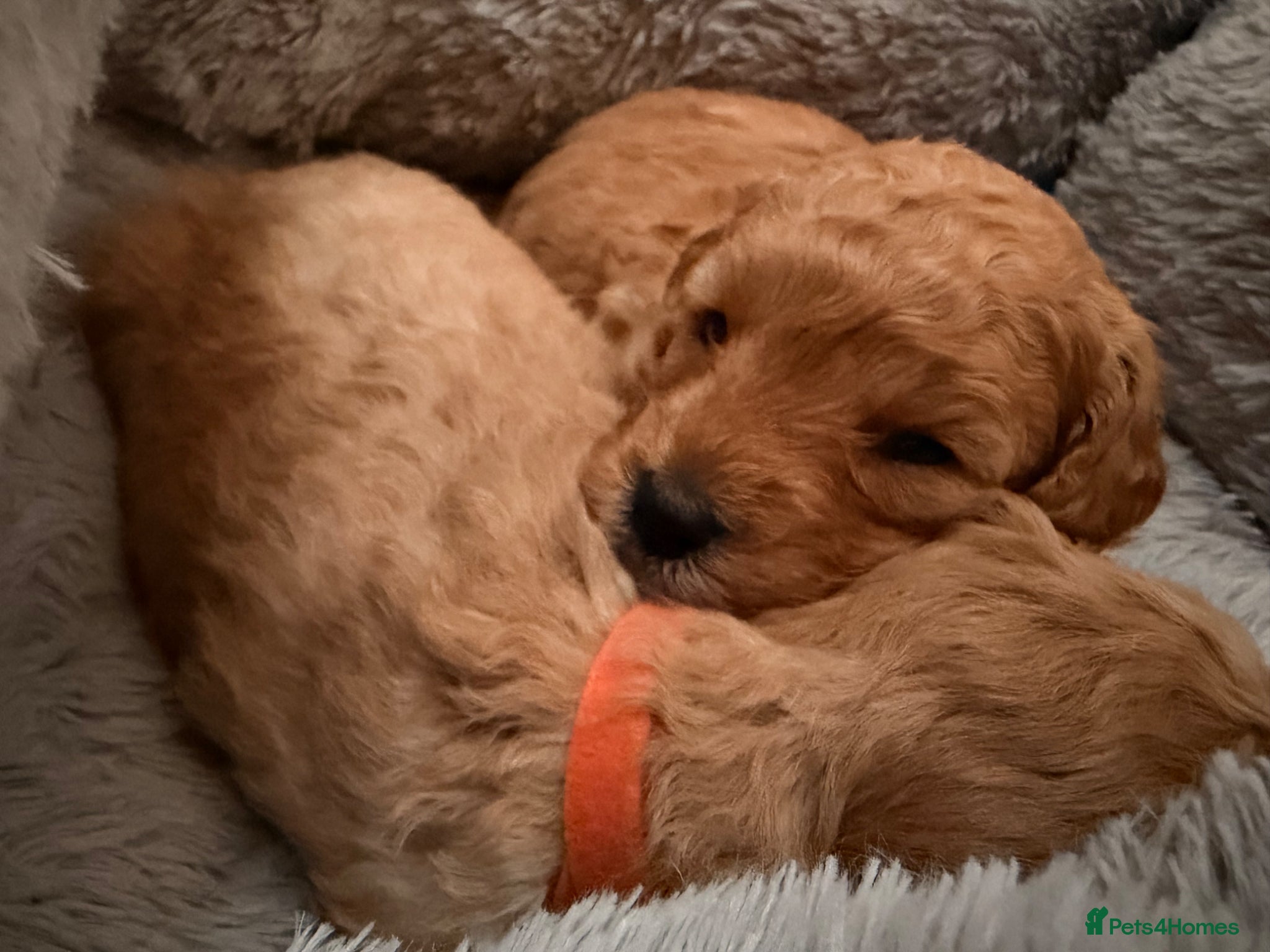 Poochon dogs Adorable Poochon puppies  - Advert 2