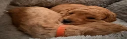 Poochon dogs for sale: Adorable Poochon puppies  - Advert 10