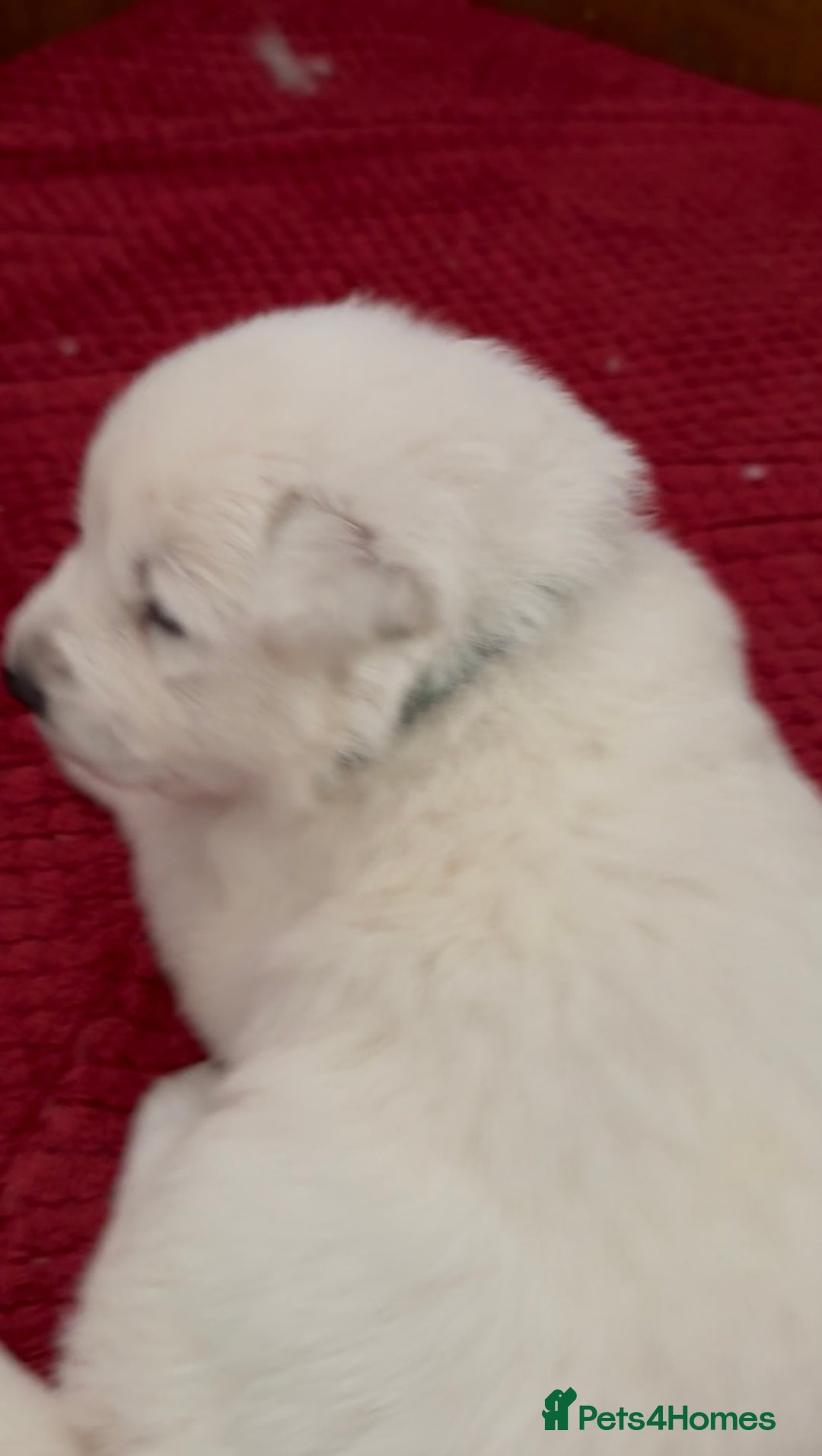 German Shepherd dogs for sale: PHENOMENAL LITTER OF WHITE LONG HAIRED GSD PUPS☘️ - Image 28
