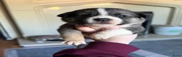 Mixed Breed dogs for sale: Puppies mixed bread  in Stoke-on-Trent - Advert 16