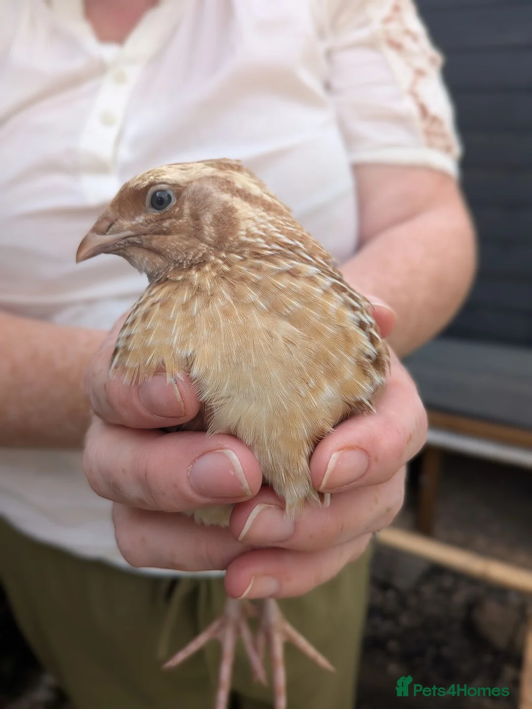 Quail poultry for sale: Quail Roos/ Males for sale. Mixed colours in Llangollen - Advert 1