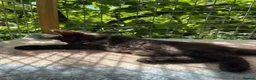 Maine Coon cats for sale: ⭐️Beautiful Maine Coon Kittens⭐️ - Advert 30