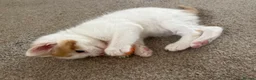 Mixed Breed cats for sale: Male ginger and white kitten - Advert 18