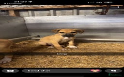 Lurcher dogs for sale: Lurcher pups available  - Image 4
