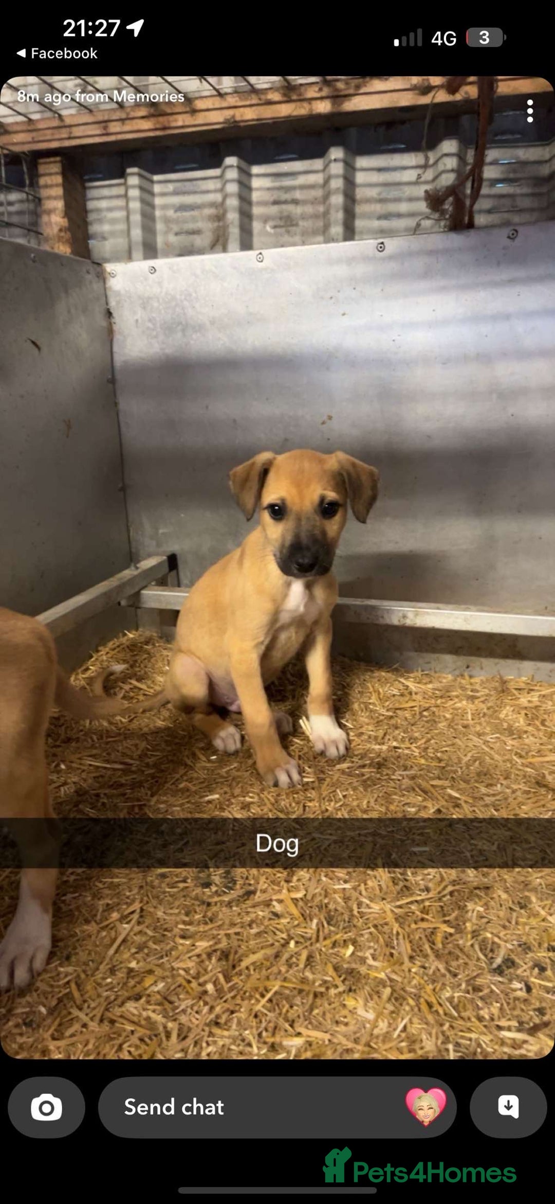 Lurcher dogs for sale: Lurcher pups available  - Image 4