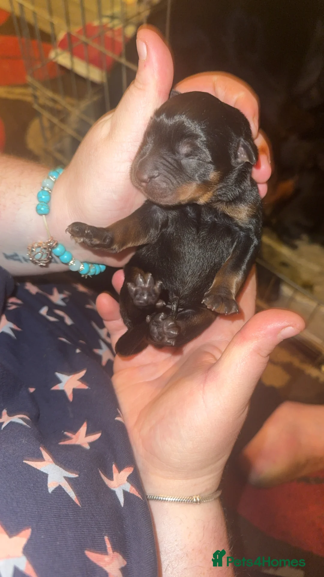 Rottweiler dogs for sale: 10 Beautiful Healthy German Rottweilers - Advert 16