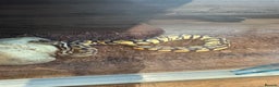 Python Snake reptiles for sale: Royal python - Advert 9