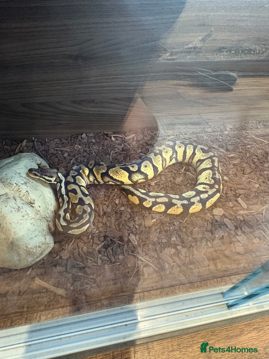 Python Snake reptiles for sale: Royal python - Advert 9