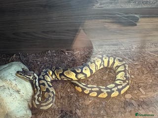 Python Snake reptiles Royal python - Advert 17