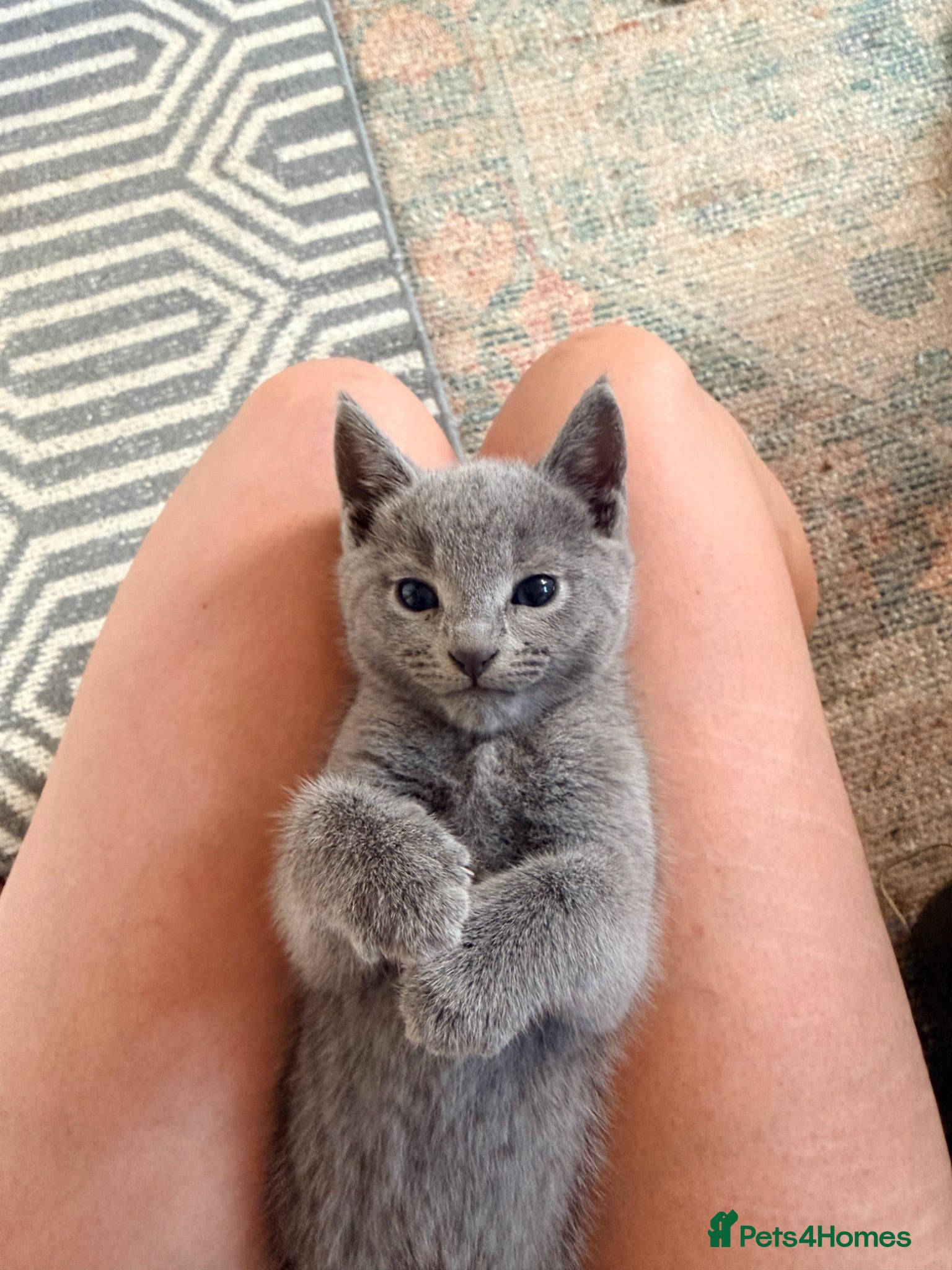 Russian Blue cats Pure Russian Blue kittens  - Advert 1