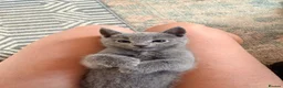Russian Blue cats for sale: Pure Russian Blue kittens  - Advert 1